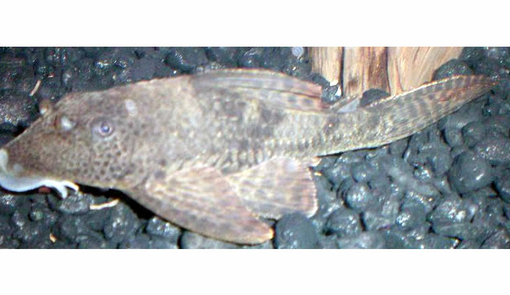 Hypostomus punctatus (Pez plecostomo punteado)