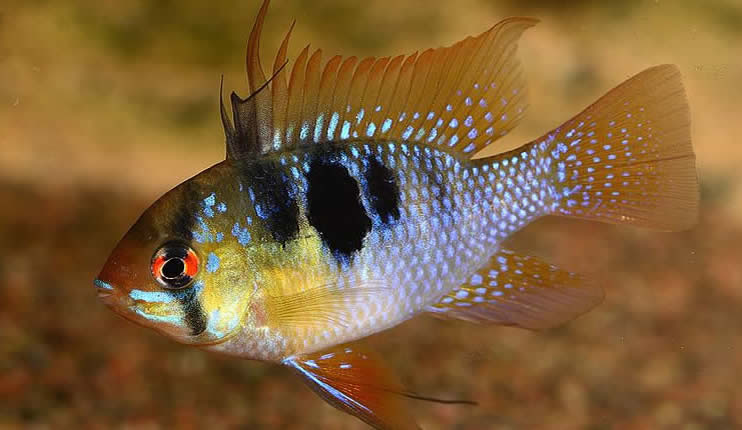 Mikrogeophagus ramirezi, pez Ramirezi
