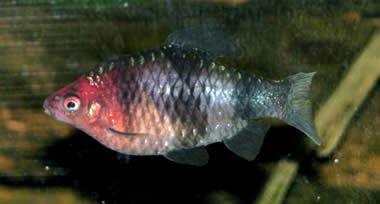 Puntius nigrofasciatus, Barbo rubí negro