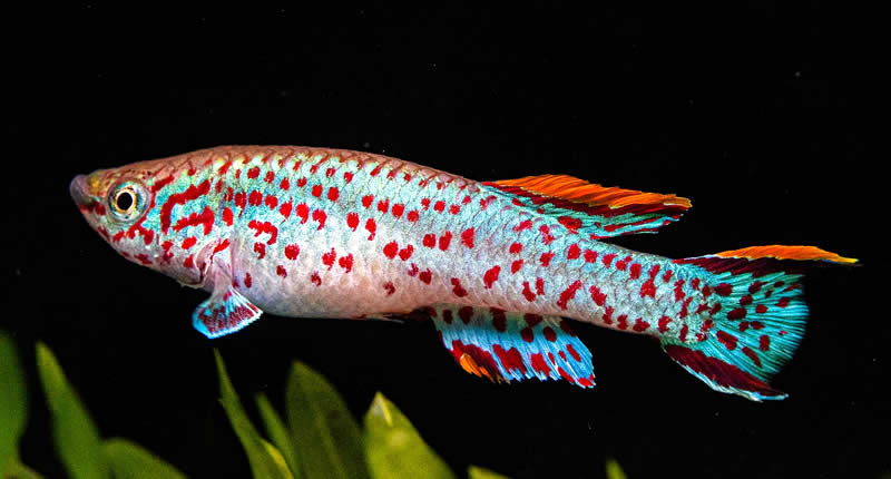 Pez killi: Guía para mantener y criar peces killis en el acuario