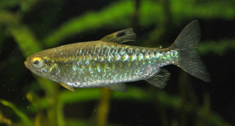 Arnoldichthys spilopterus, pez caracín de ojos rojos