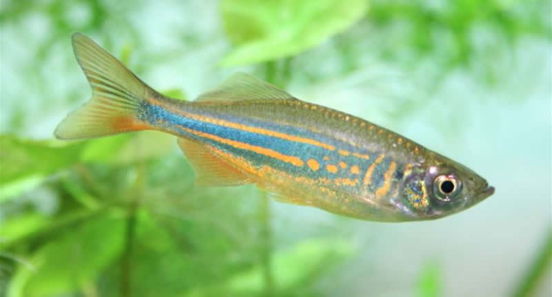 Devario aequipinnatus (pez giant danio)