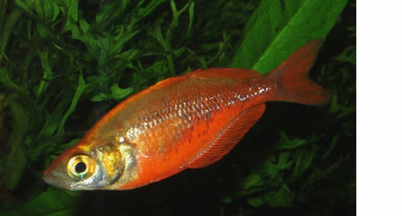 Pez-arcoíris rojo, Glossolepis incisus
