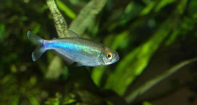 Knodus borki, pez tetra azul peruano