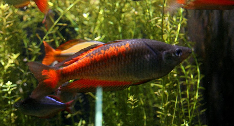 Melanotaenia parkinsoni (pez arcoiris de Parkinson)