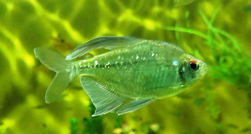 Moenkhausia pittieri (pez tetra diamante)
