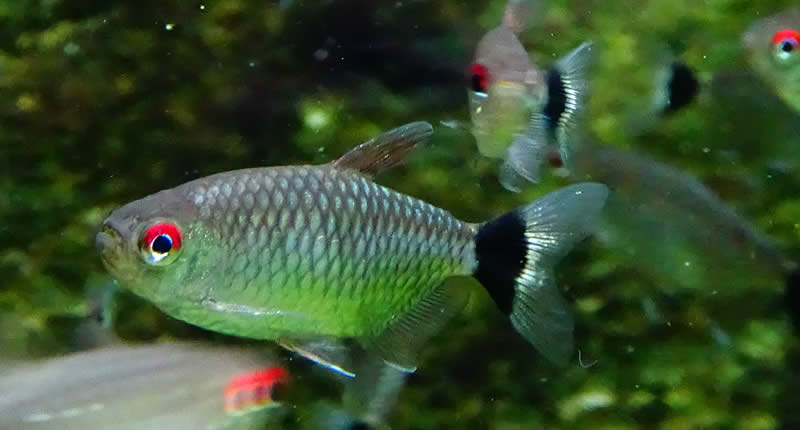 Moenkhausia sanctaefilomenae, pez tetra de ojos rojos