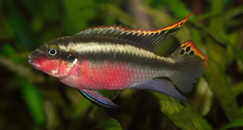Pelvicachromis pulcher, pez cíclido púrpura