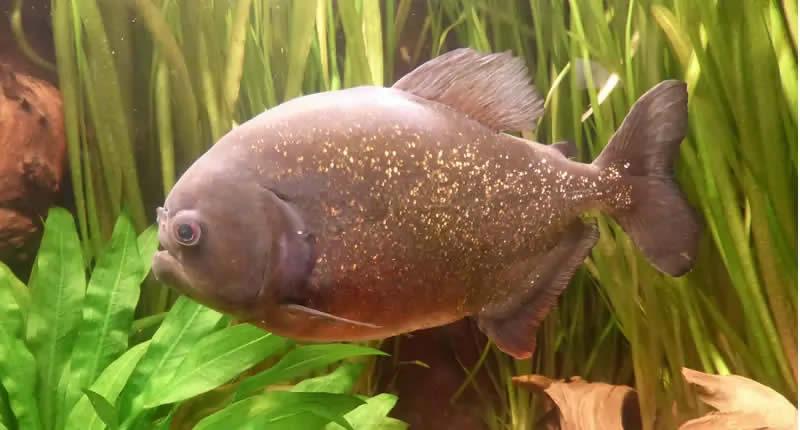 Pygocentrus nattereri, pez piraña roja