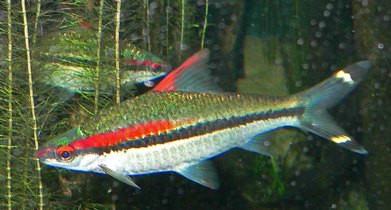 Sahyadria denisonii (pez barbo torpedo)