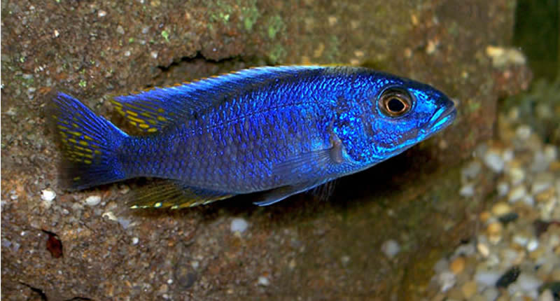 Sciaenochromis fryeri, azul eléctrico Hap