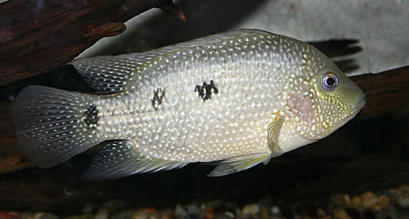 Herichthys cyanoguttatus, pez mojarra del norte