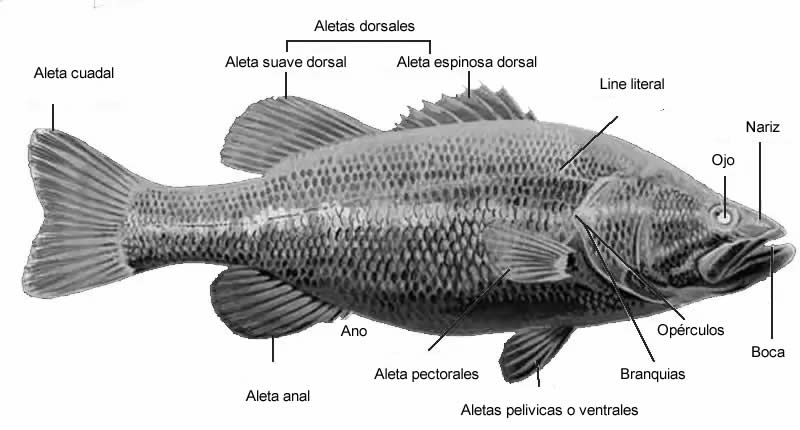 Anatomía de los peces