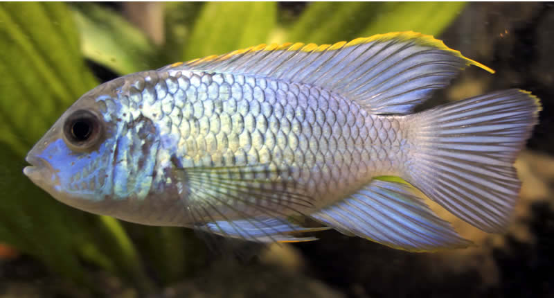 Andinoacara pulcher (pez acara azul eléctrico)
