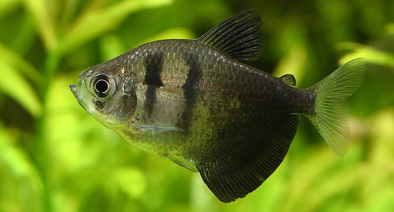 Gymnocorymbus ternetzi, peces de acuario pequeños