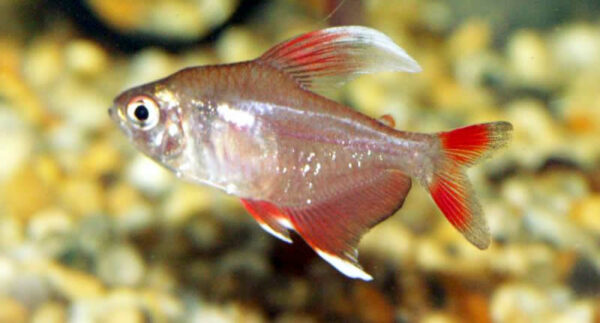 Hyphessobrycon bentosi (tetra bentosi): cuidados y cría