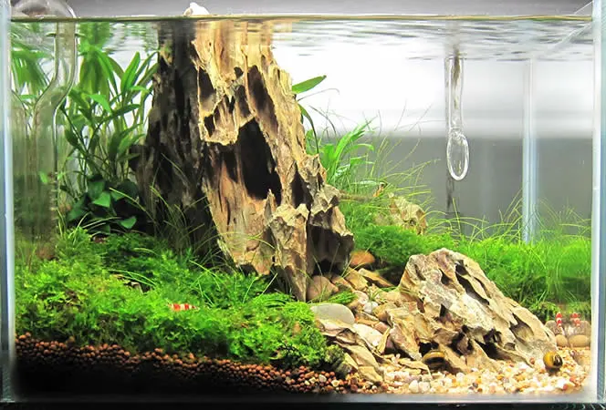 Aquascaping: El estilo Iwagumi