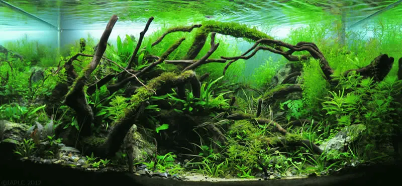 Aqauscaping: El estilo natural del acuario con 