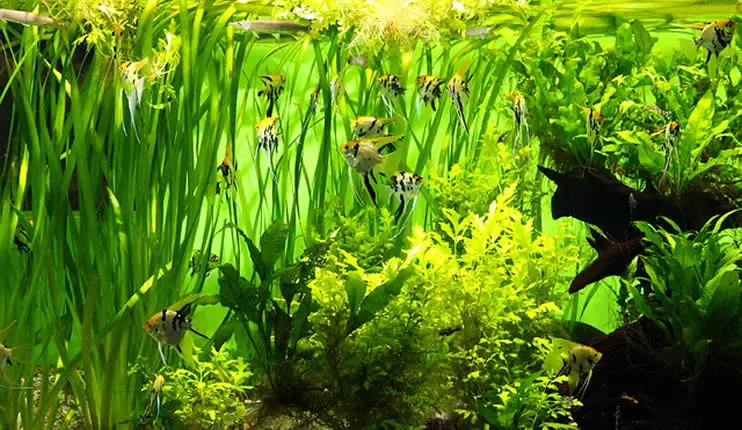Fertilizar las plantas del acuario