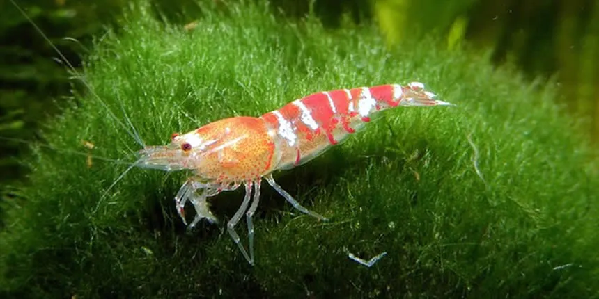 Gambas Neocaridina en el acuario