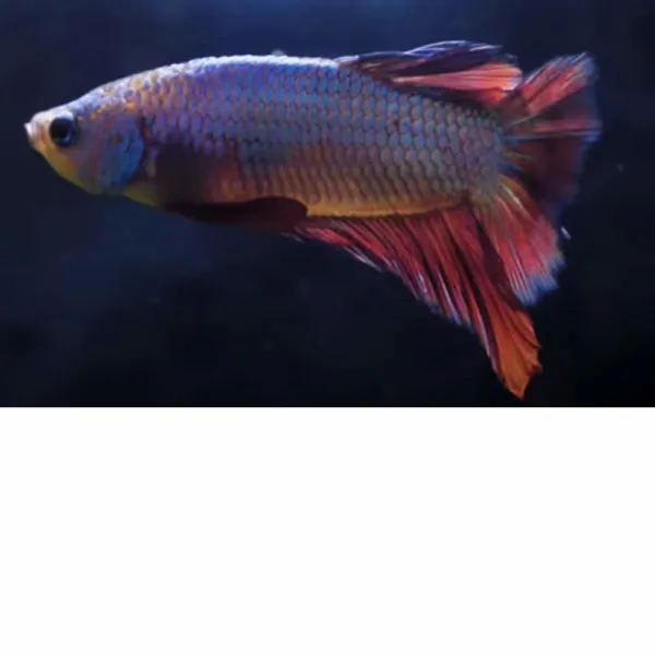 Betta hembra - Pez luchador media luna azul - Betta splendens