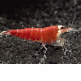 Gamba Crystal Red - Caridina logemanni "Crystal Red"