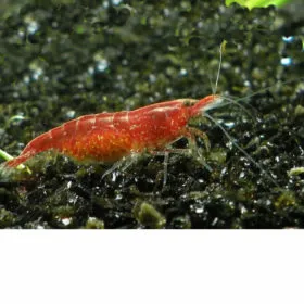 Gamba Red Cherry Garnele - Red Fire - Neocardina davidi "Red"