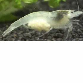 Gamba White Pearl - Neocaridina palmata "White"