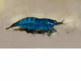 Gamba azul de ensueño - Blue Velvet - Neocaridina davidi