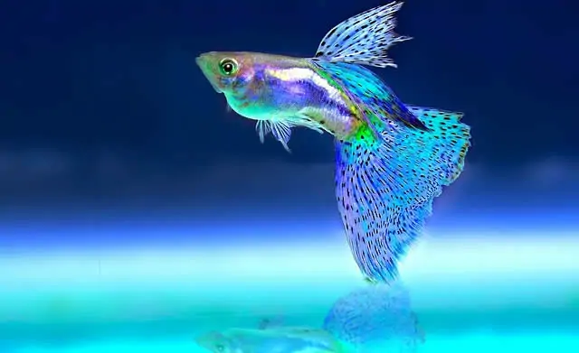 Pez Guppy Poecilia reticulata