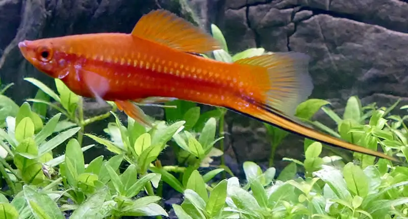 Cola de espada (Xiphophorus hellerii)