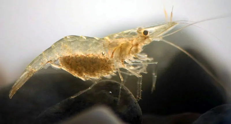 Gambas fantasma Palaemonetes sp