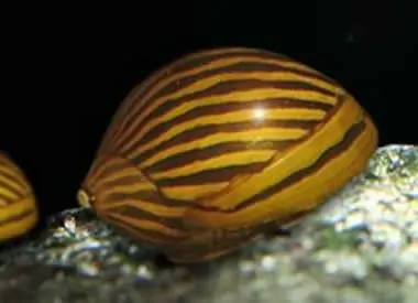 Neritina Natalensis