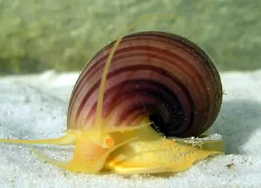 Pomacea bridgesii