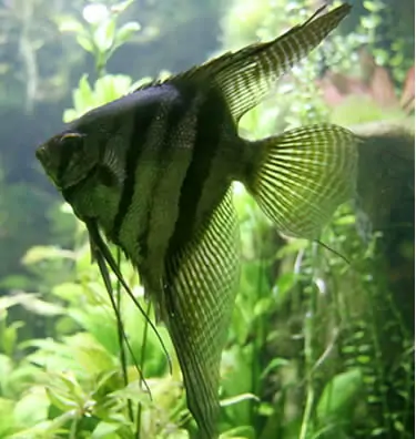 Pterophyllum altum