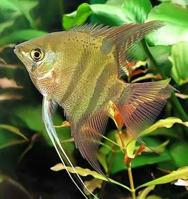 Pterophyllum leopoldi