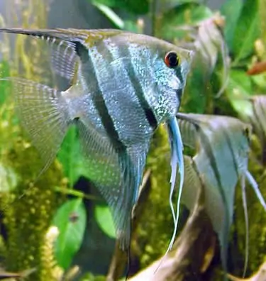 Pterophyllum scalare