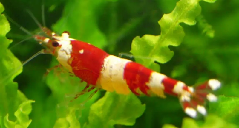 Caridina cf cantonensis Crystal Red