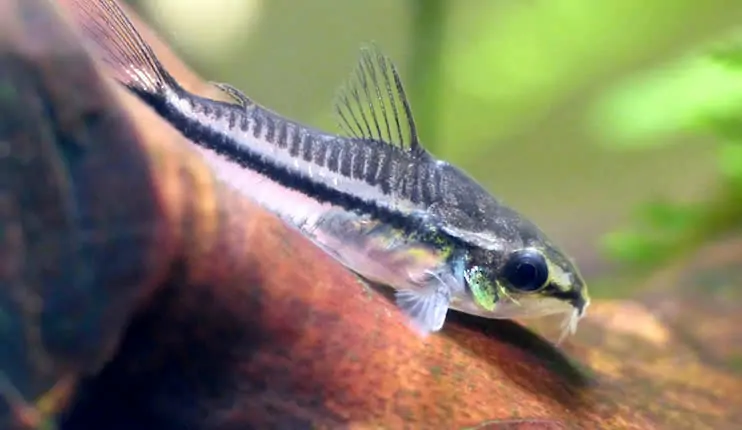 Corydoras pygmaeus (pez corydora pigmea)