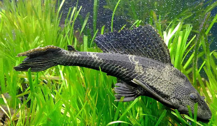 Pez limpiafondos, Hypostomus plecostomus