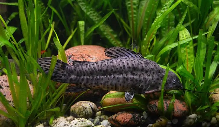 Megalechis thoracata, pez gato acorazado