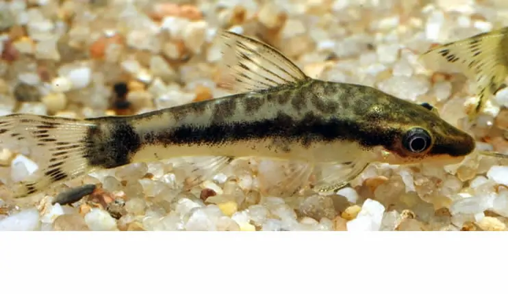 Otocinclus macrospilus (Pez Oto )