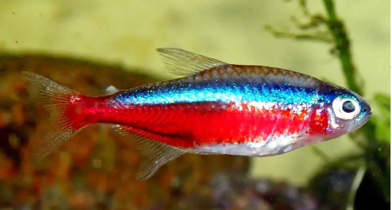 Paracheirodon axelrodi, Tetra Cardenal o Neón Cardenal