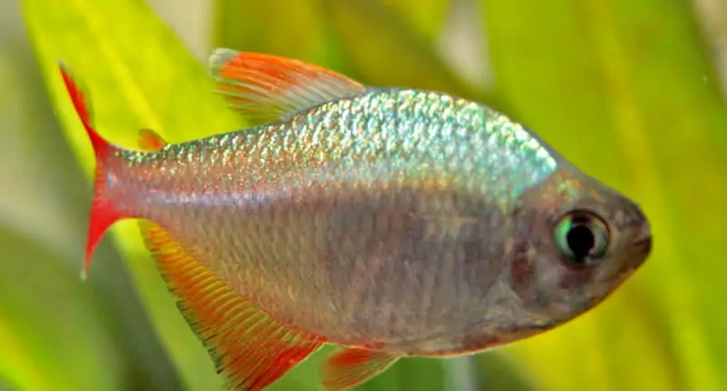 Hyphessobrycon columbianus (pez tetra colombiano)