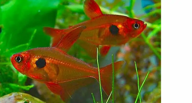 Tetra rojo fantasma, Hyphessobrycon sweglesi